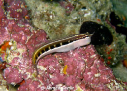 Lined Blenny from Hafza Thila, North Ari Atoll - Maldives... by Ahmed Samir 